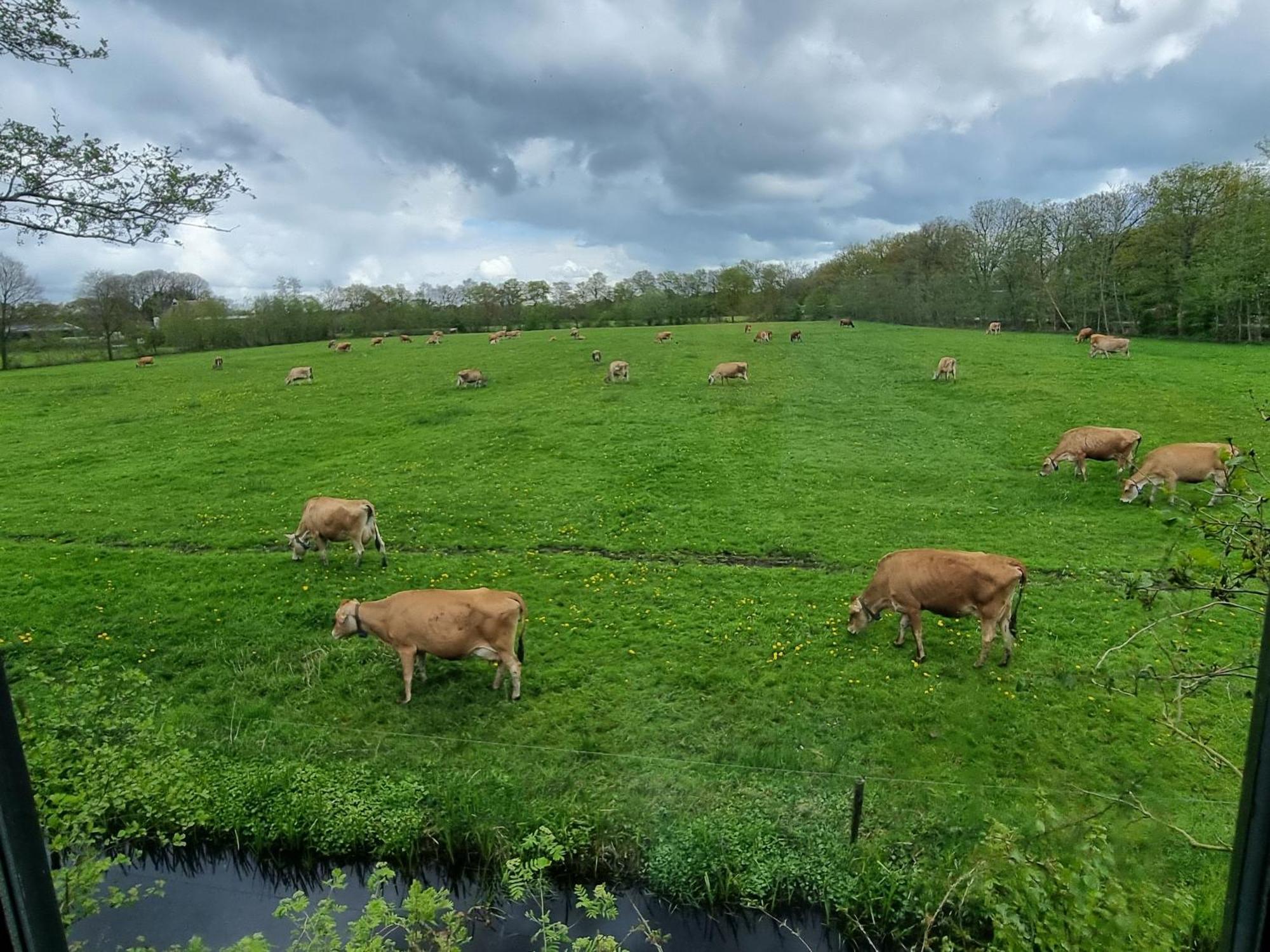 B&B In De Roos Noordbergum Exteriér fotografie